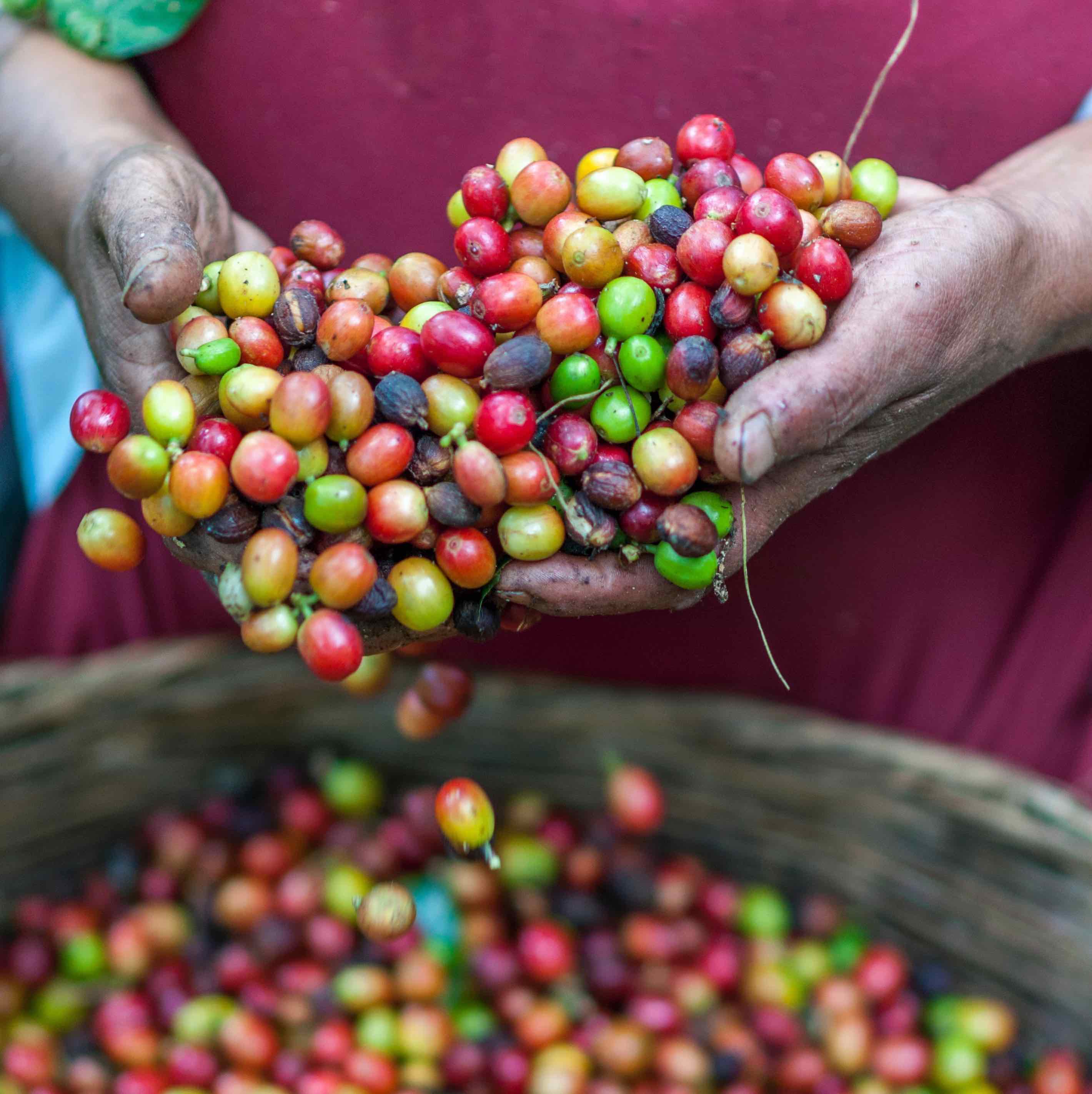 Coffee Prices Hit 10 Year Record