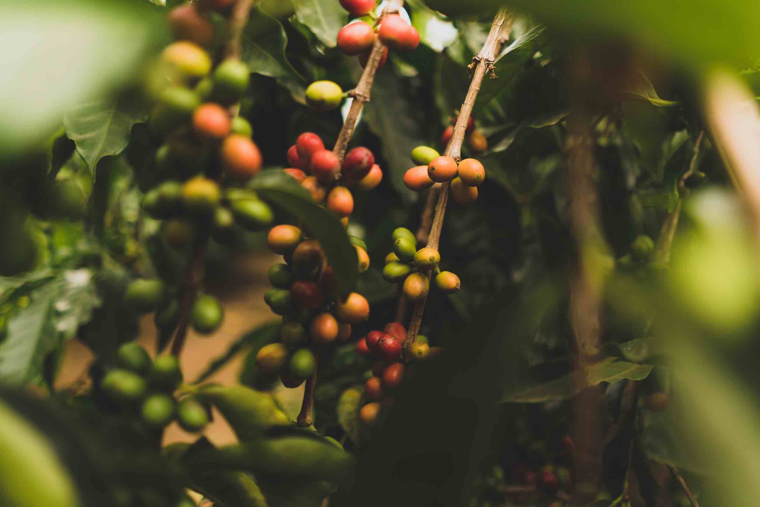 The Lost Species That Might Save Coffee