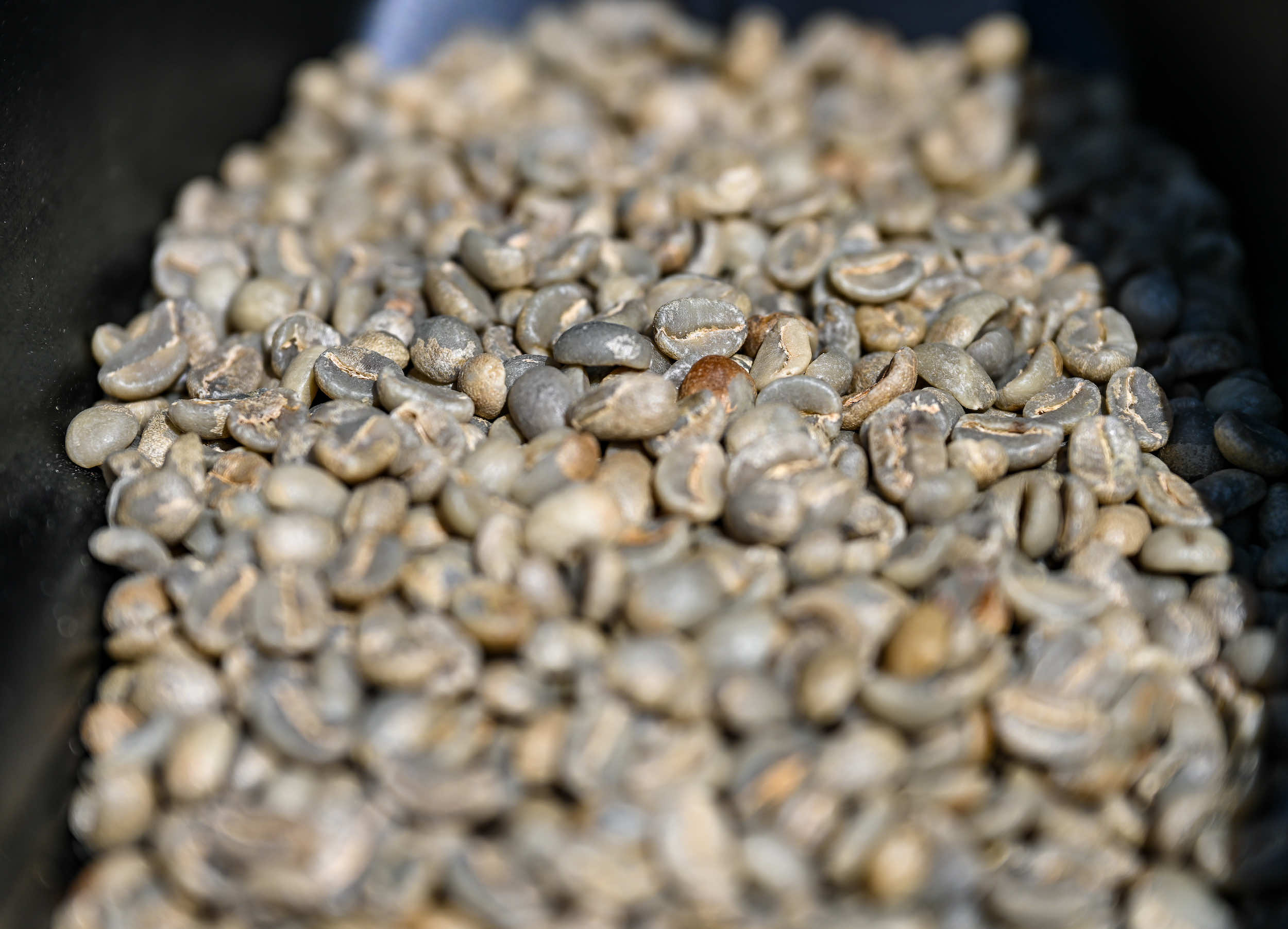 Introducing A Climate Change Resistant Coffee Bean