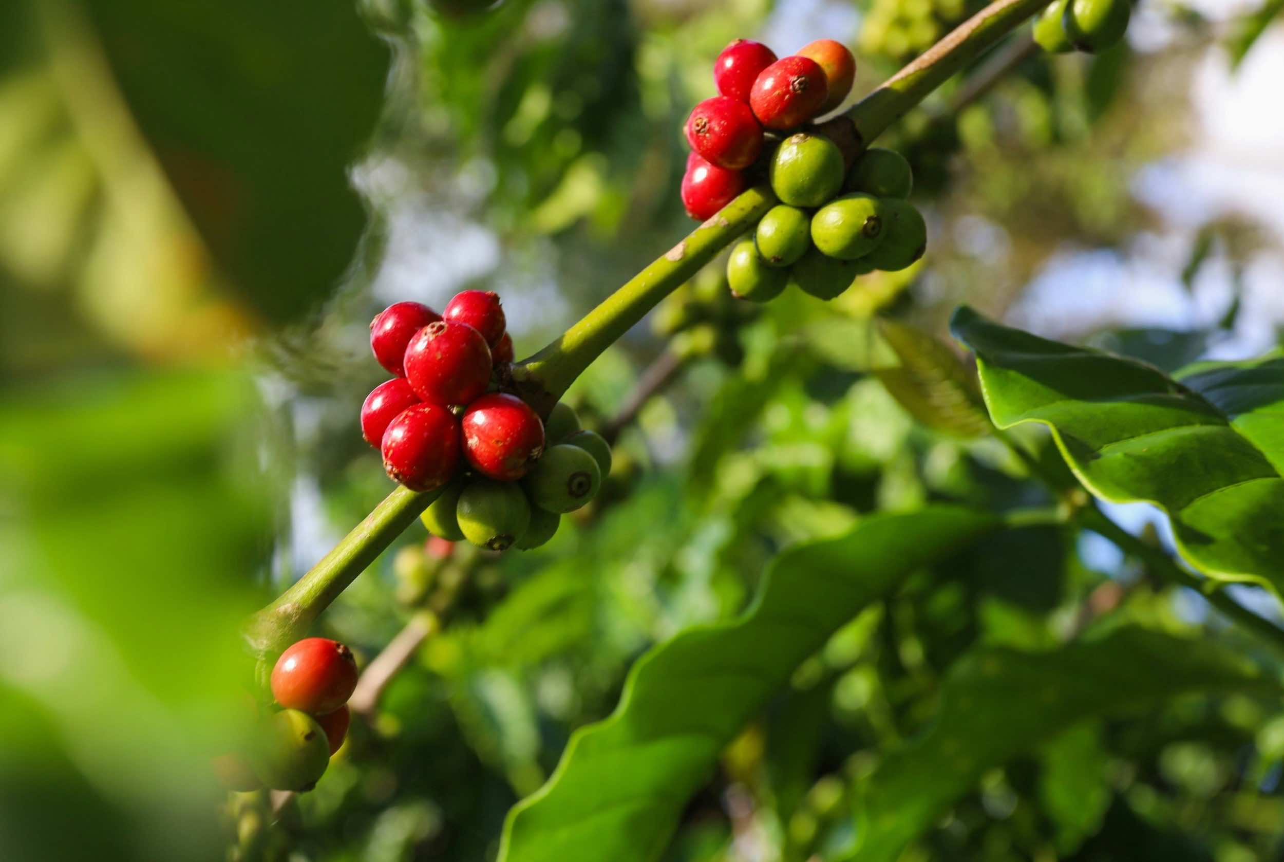 What’s Going On With Robusta Coffee? – a deep dive