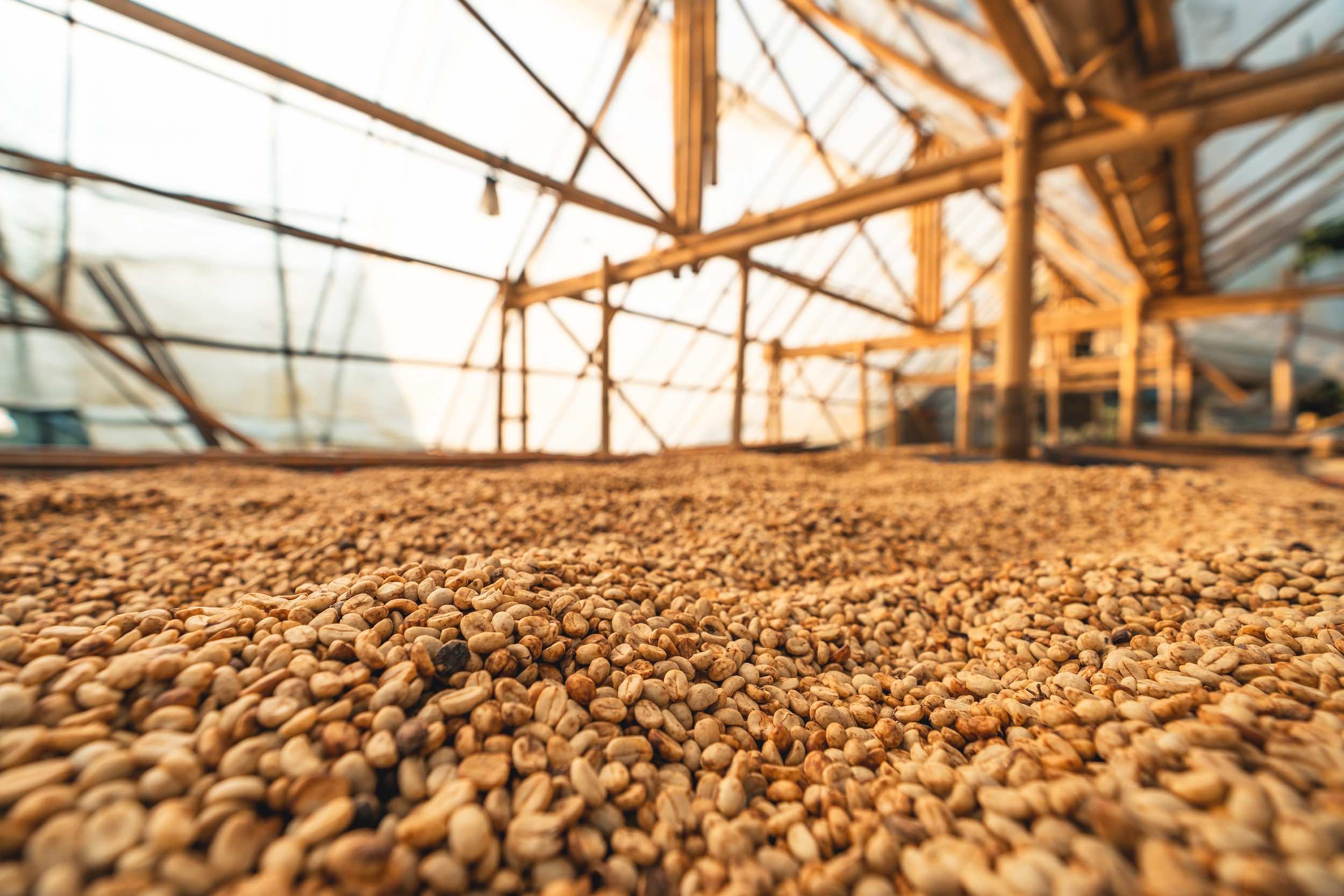 Arabica Coffee Prices Soar Fueled by Drought in Brazil and Typhoon in Vietnam.